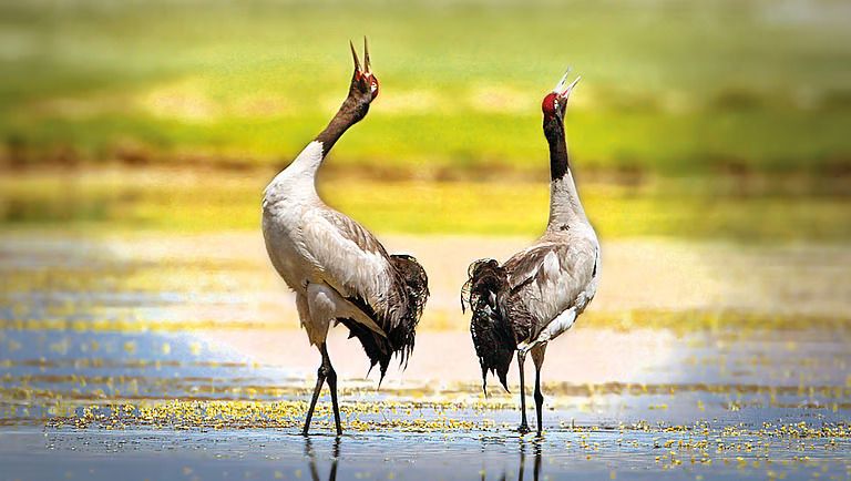 Black-Necked Crane