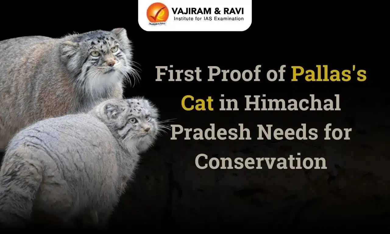 Pallas’s Cats