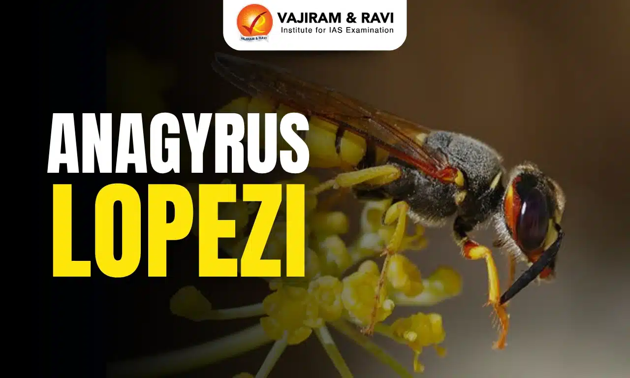 Anagyrus lopezi