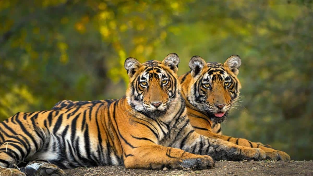 5th cycle of the All India Tiger Estimation