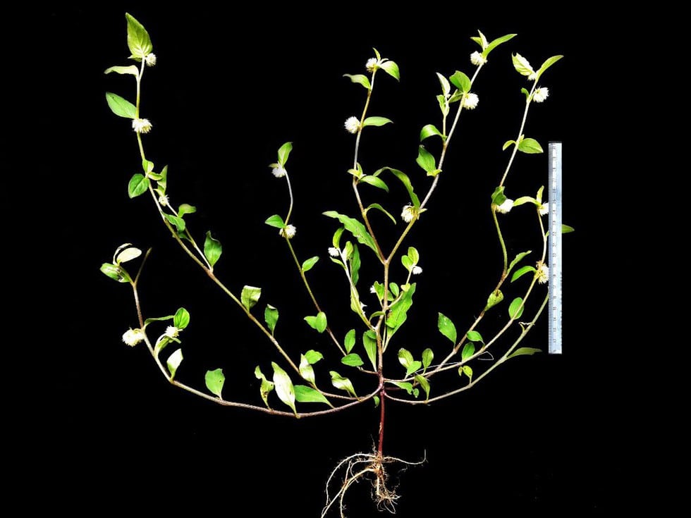 Allmania multiflora