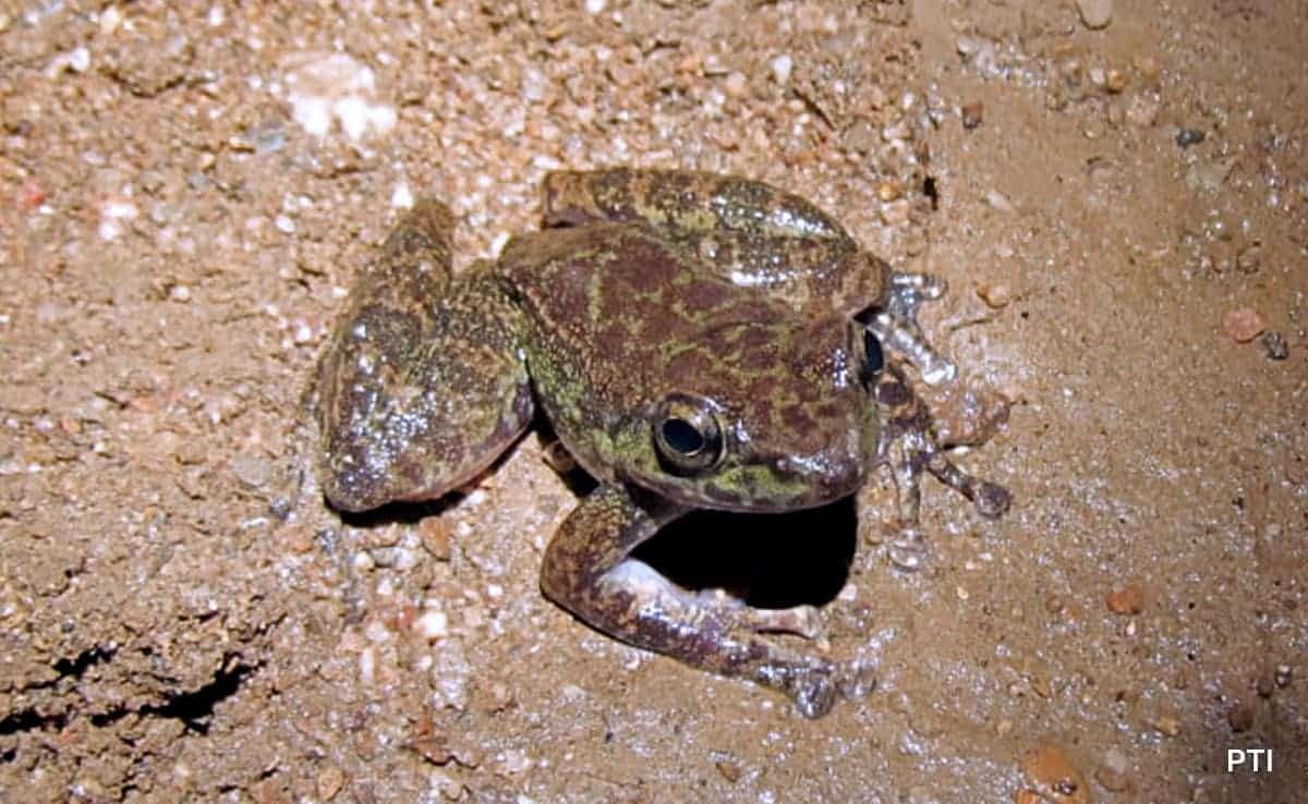 Amolops Siju