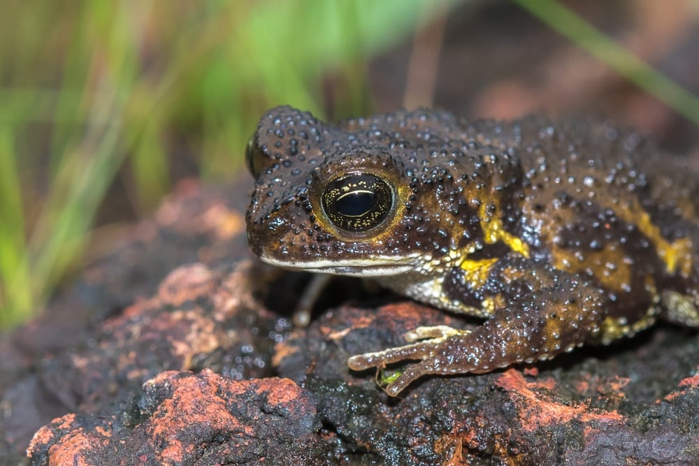 Batrachochytrium dendrobatidis