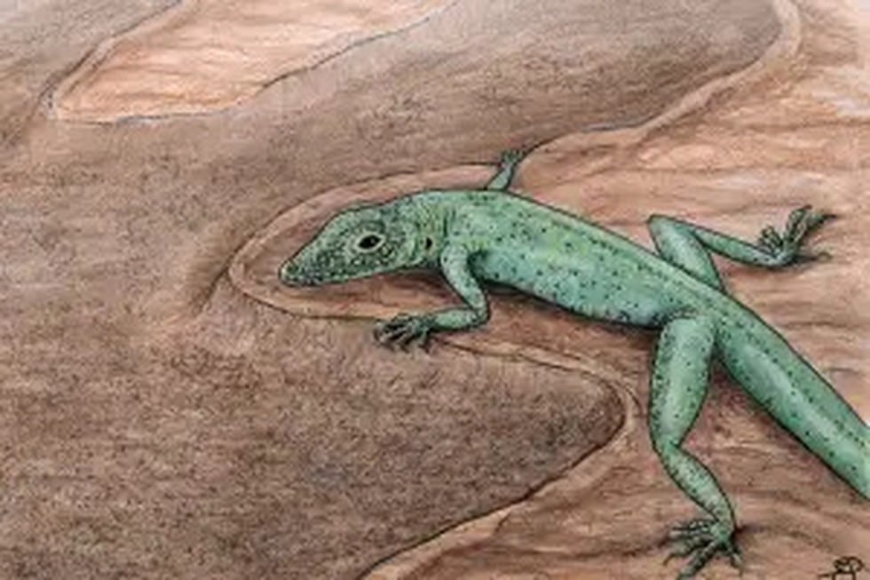 Bellairsia gracilis
