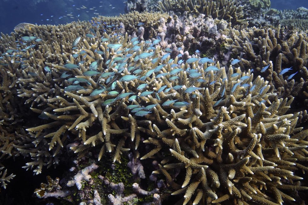 Black Corals
