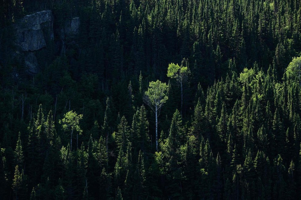 Boreal Forest