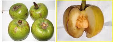 Borthekera is endemic to southeast asia.