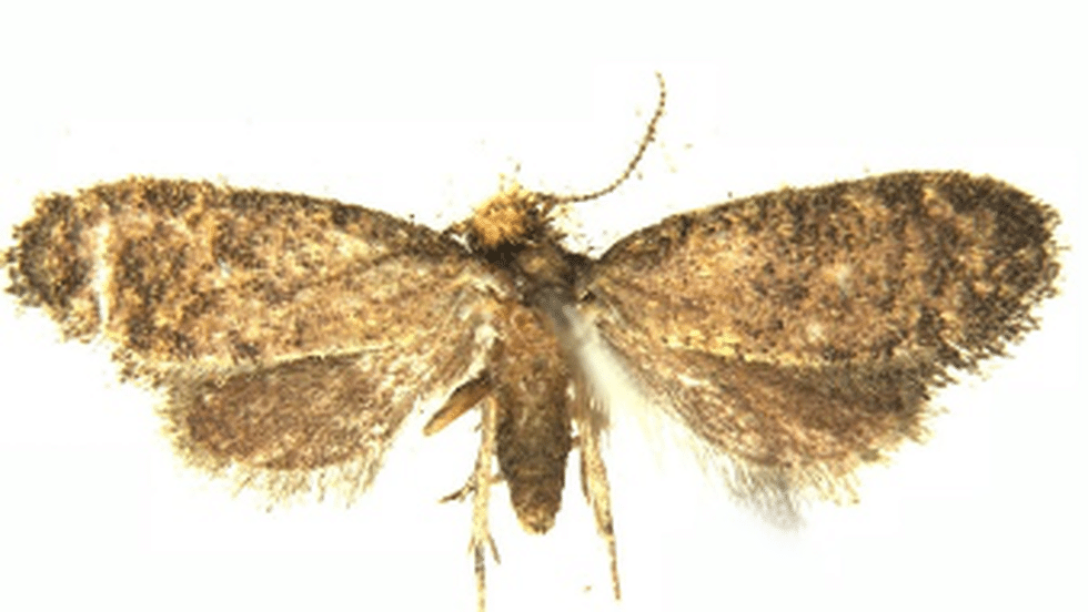Capulopsyche Keralensis