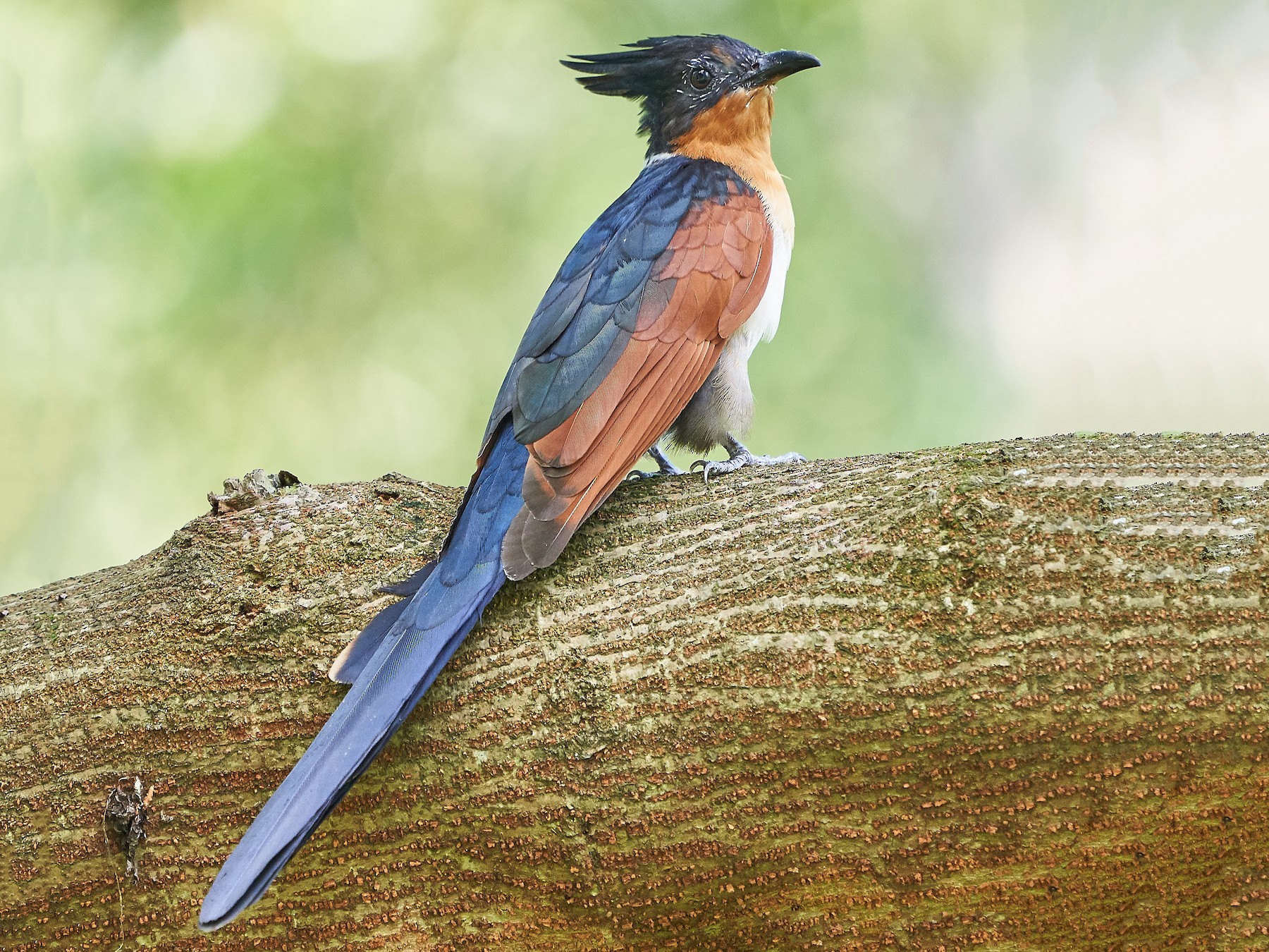 Chestnut-winged Cuckoo