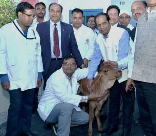 Cloned Cow-calf