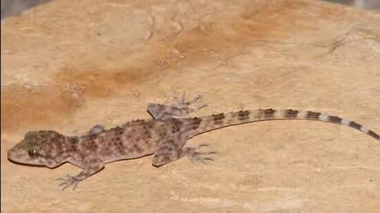 Cyrtopodion Vindhya