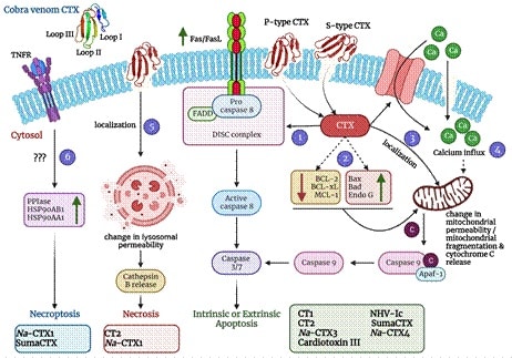 Cytotoxins (CTXs)