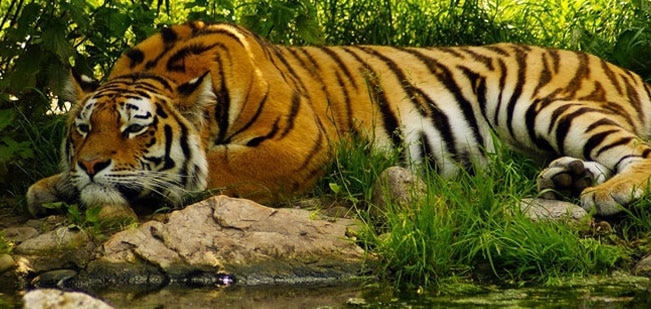 Debrigarh Tiger Reserve