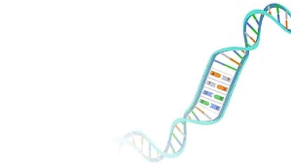 Deoxyribonucleic acid (DNA)