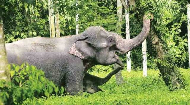 DNA Profiling of Elephants