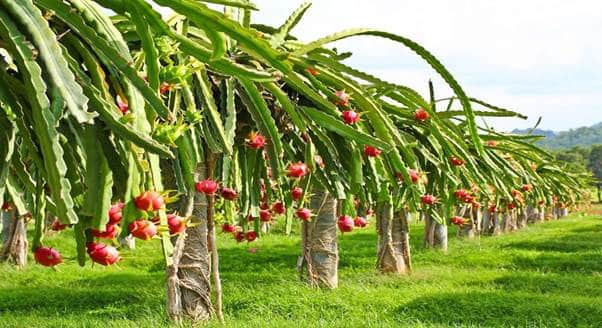 Dragon Fruit (Kamalam)