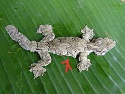 Gekko Mizoramensis