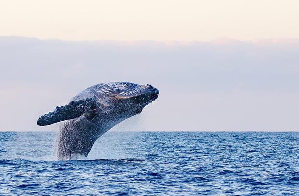 Genes of Whales