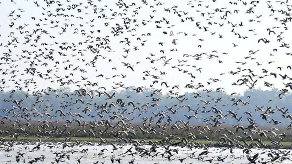 Greybellied Wren Babbler