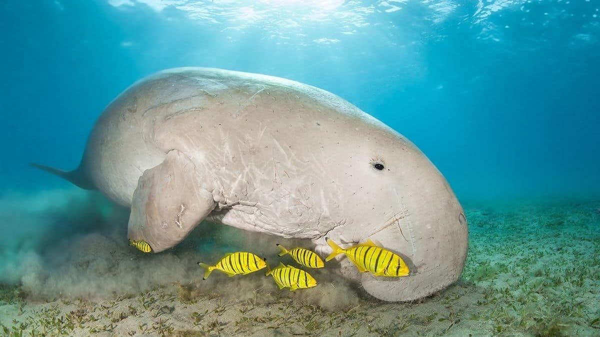 Gulf of Mannar Marine National Park