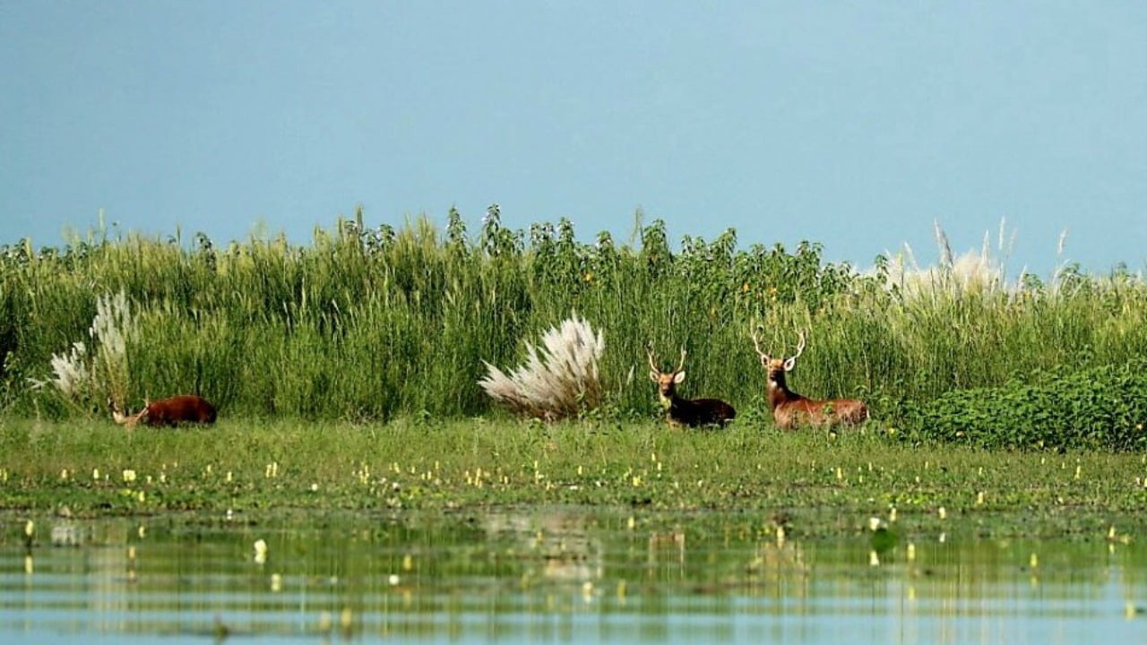 Haiderpur wetland