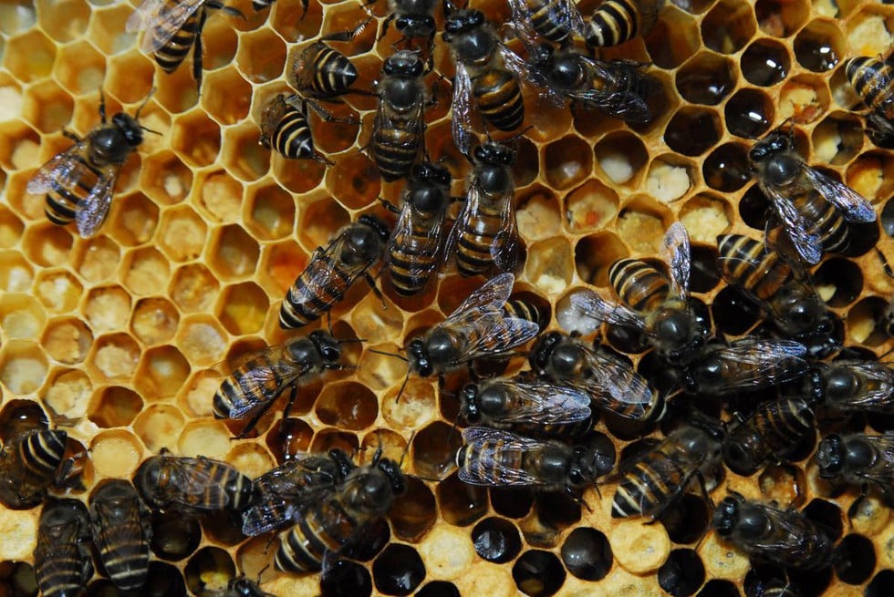 Indian Black Honeybee