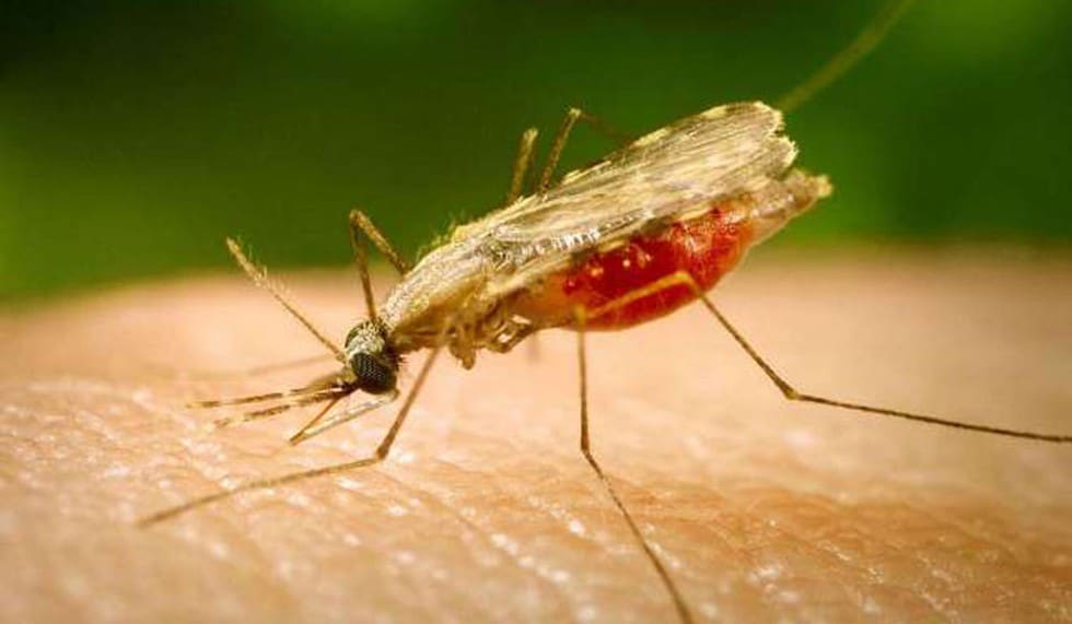 Kala Azar Disease soon to be eradicated in India