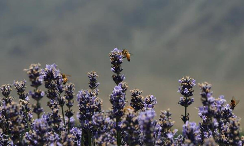 Lavender
