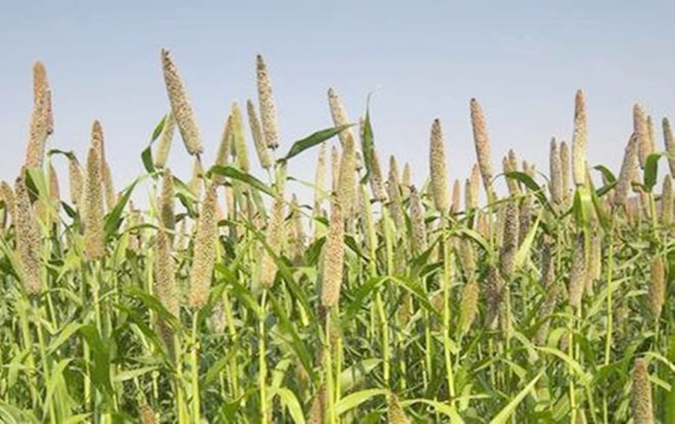Millet