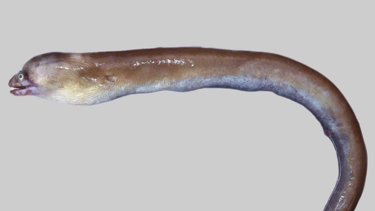 Moray Eel
