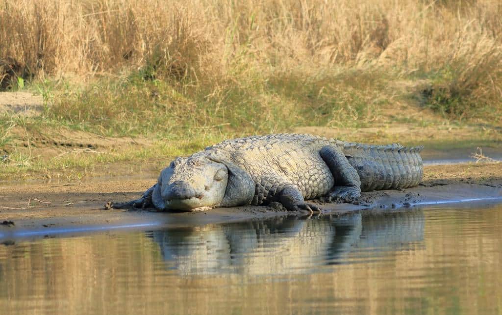 Mugger Crocodiles