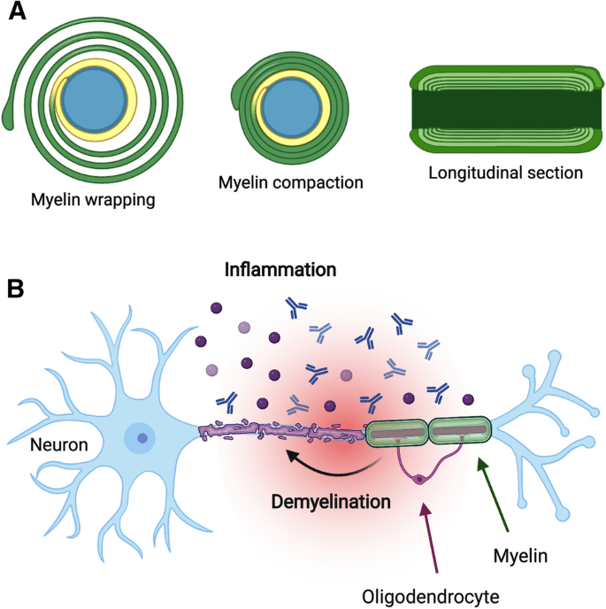 Myelin Basic Protein