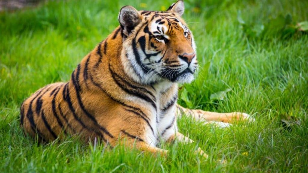 Wildlife Sanctuaries