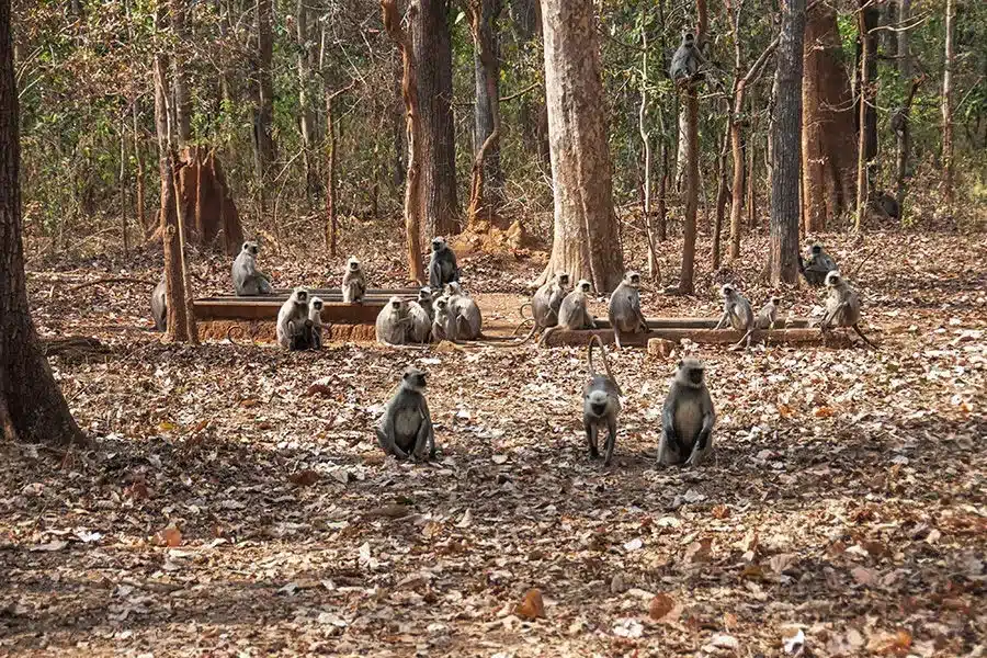 Nawegaon Nagzira Tiger Reserve (NNTR)
