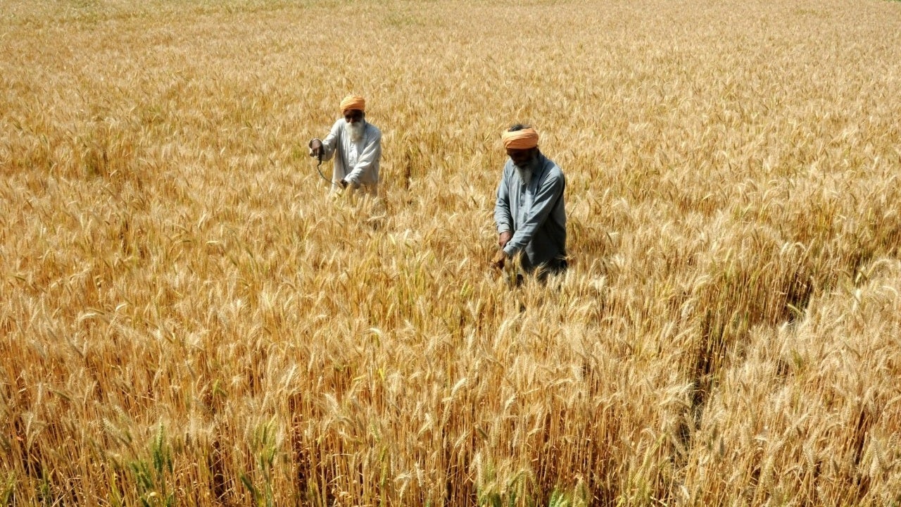 New Wheat Variety (HD-3385)