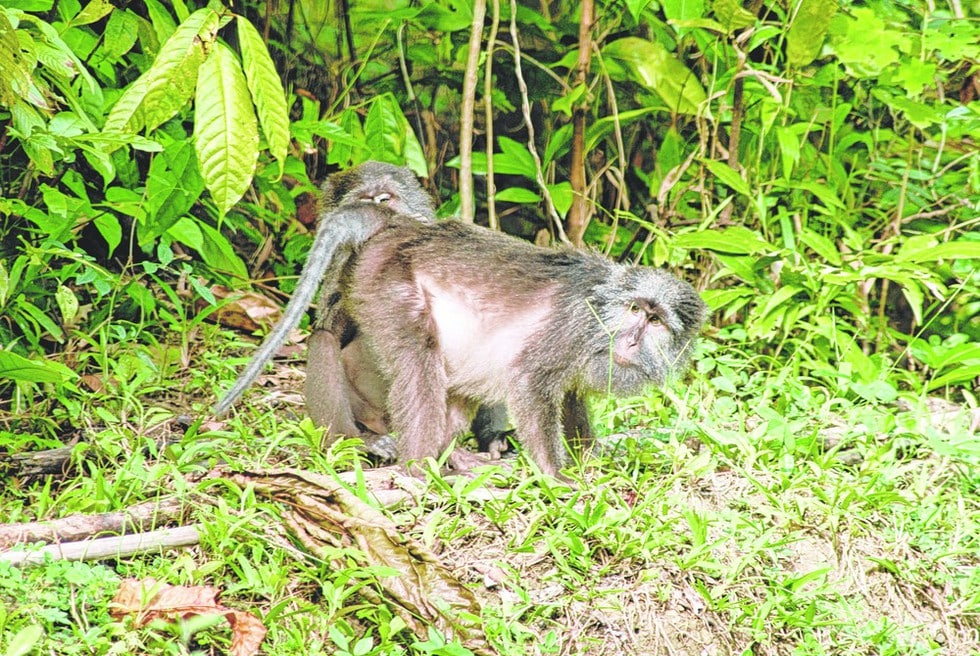 Nicobar Long-Tailed Macaque