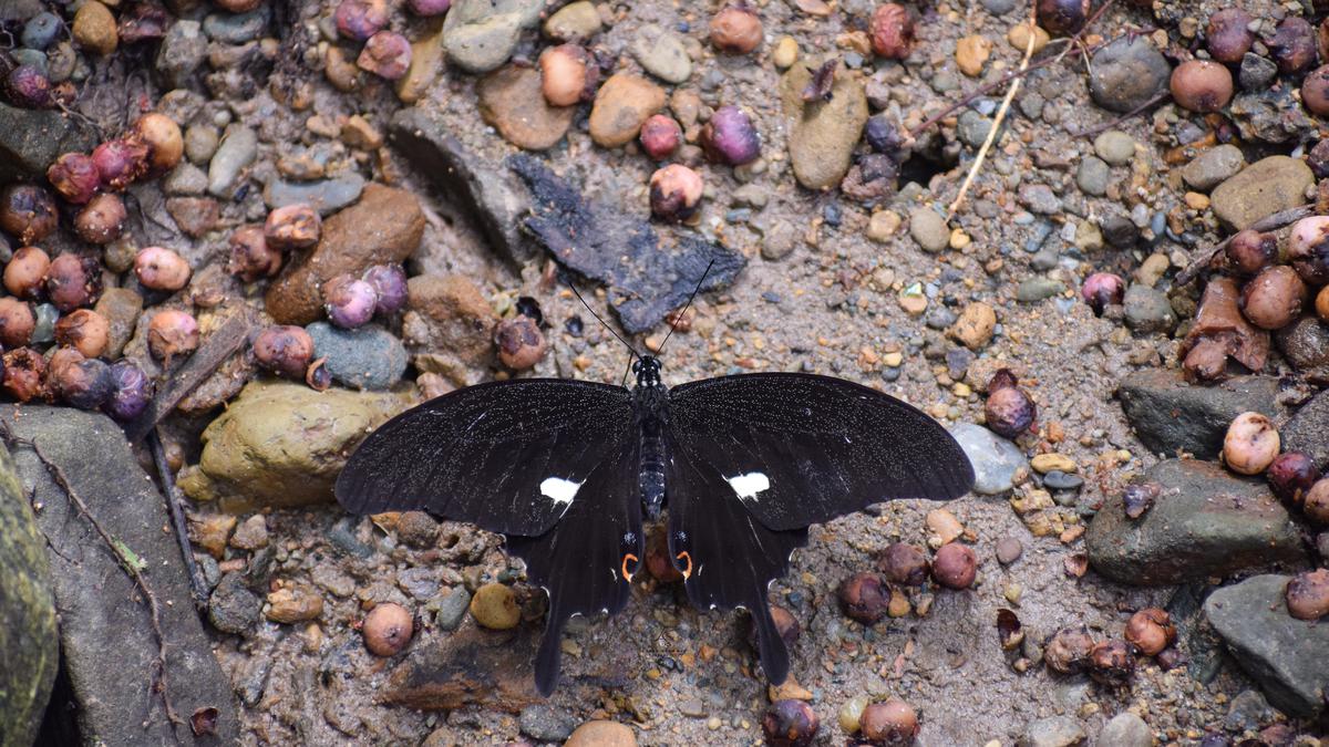 Noble’s Helen Butterfly