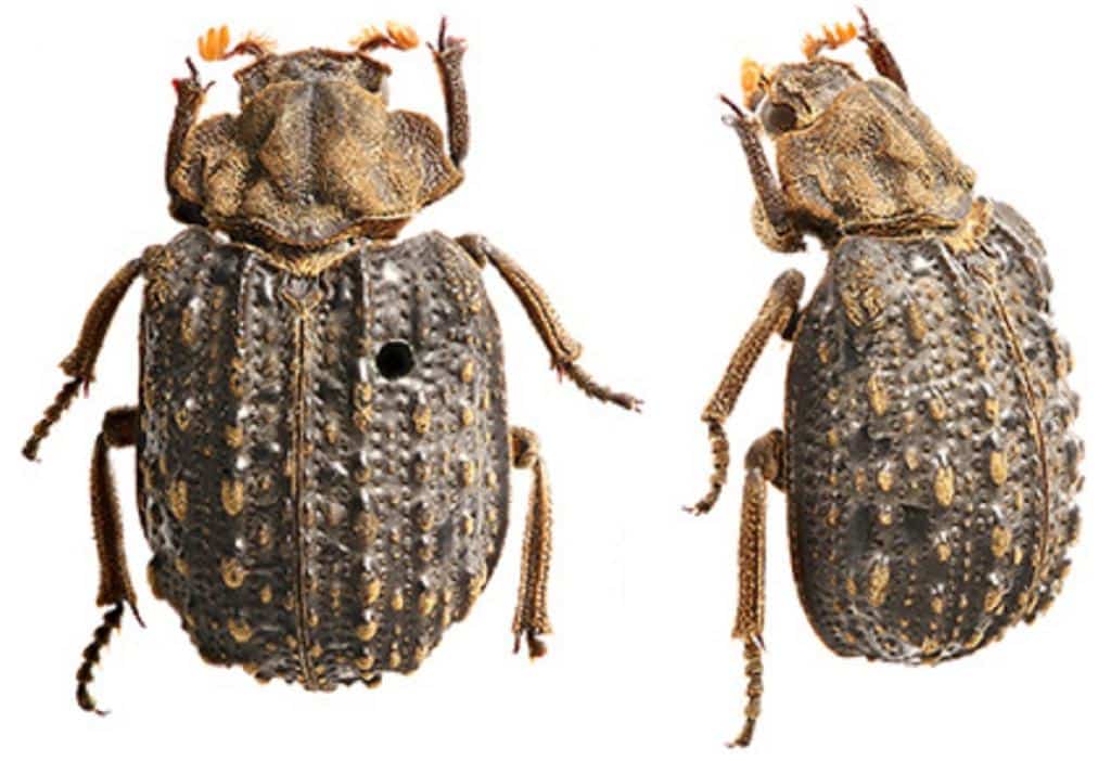 Omorgus Khandesh