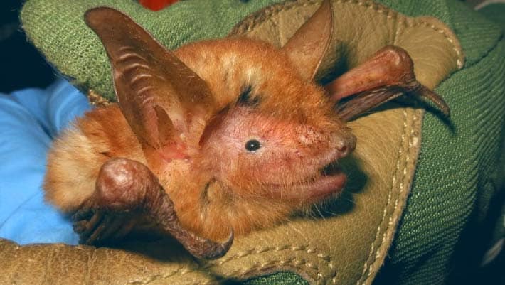 Painted Bat