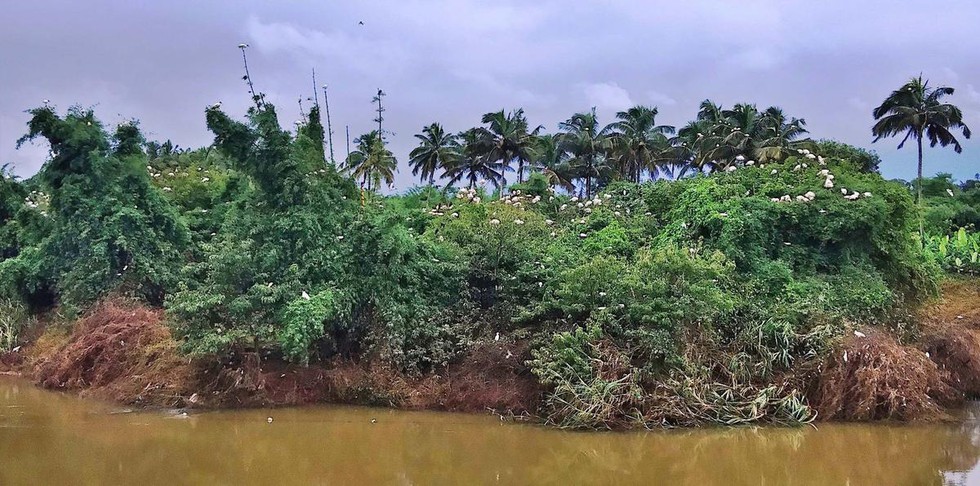Panamaram Heronry