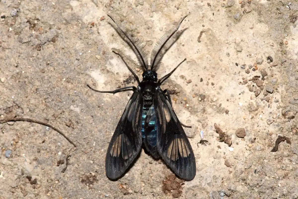 Piarosoma arunachalensis