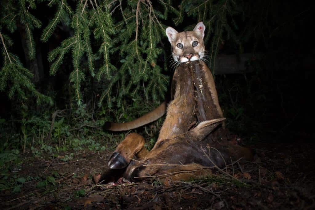 Puma (Puma concolor)