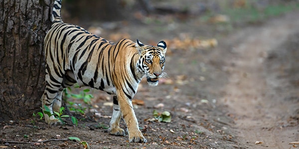 Sanjay Dubri Tiger Reserve