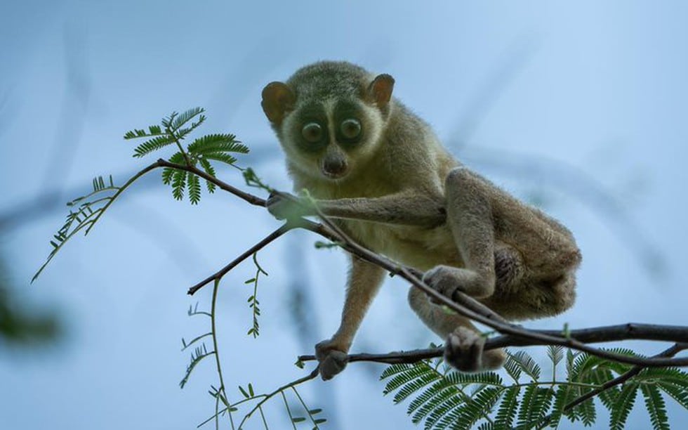 Slender Loris