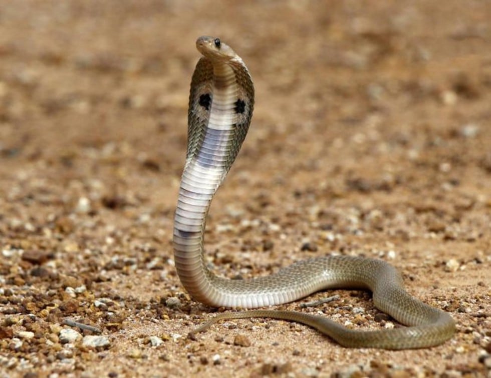 Snakebites
