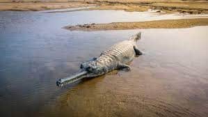 Son Ghadiyal Wildlife Sanctuary