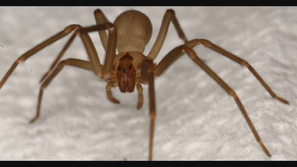 Spider Species