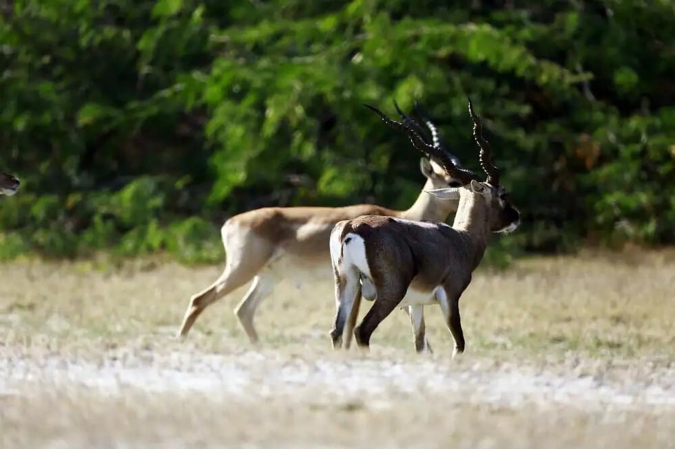 Tal Chhapar Sanctuary