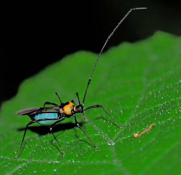 Tea Mosquito Bug