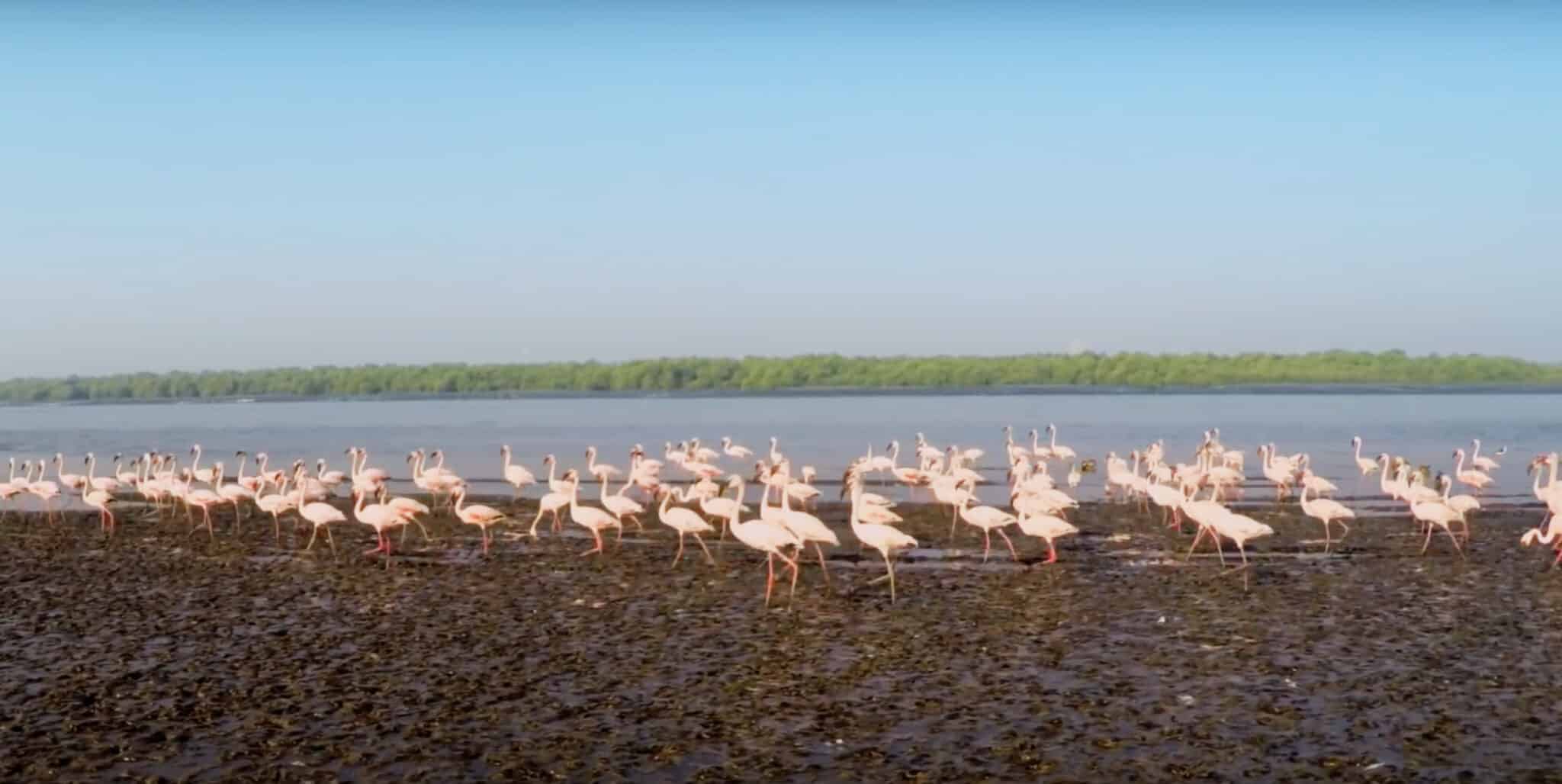 Thane Creek